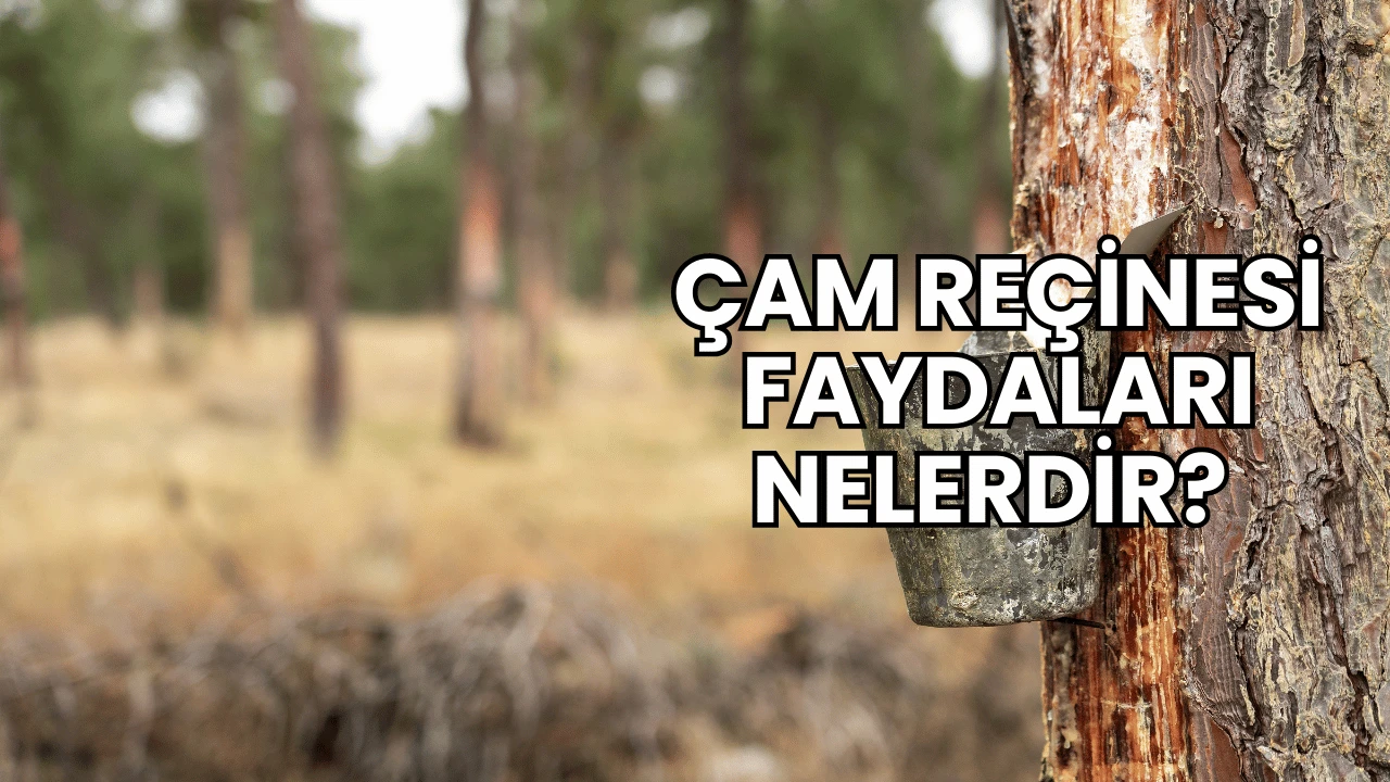 Çam Reçinesi Faydaları Nelerdir?