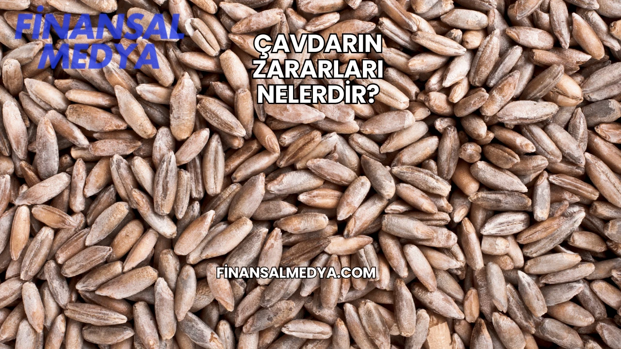 Çavdarın Zararları Nelerdir?