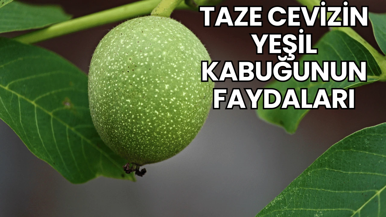 Taze Cevizin Yeşil Kabuğunun Faydaları