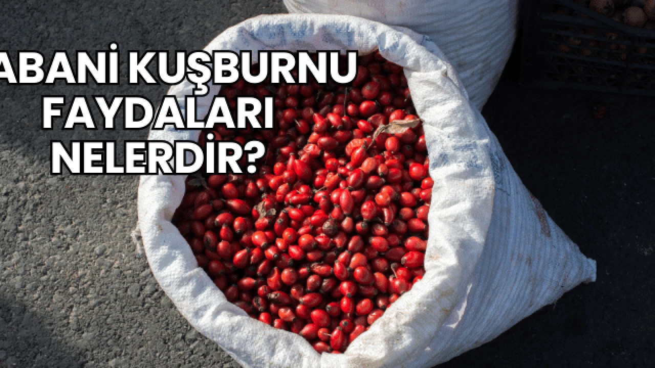 Yabani Kuşburnu Faydaları Nelerdir?