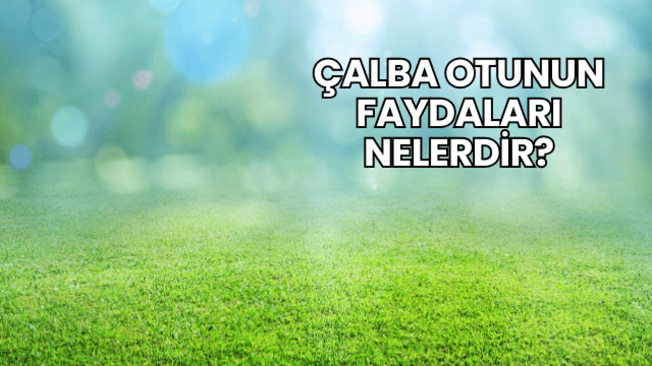 Çalba Otunun Faydaları Nelerdir?