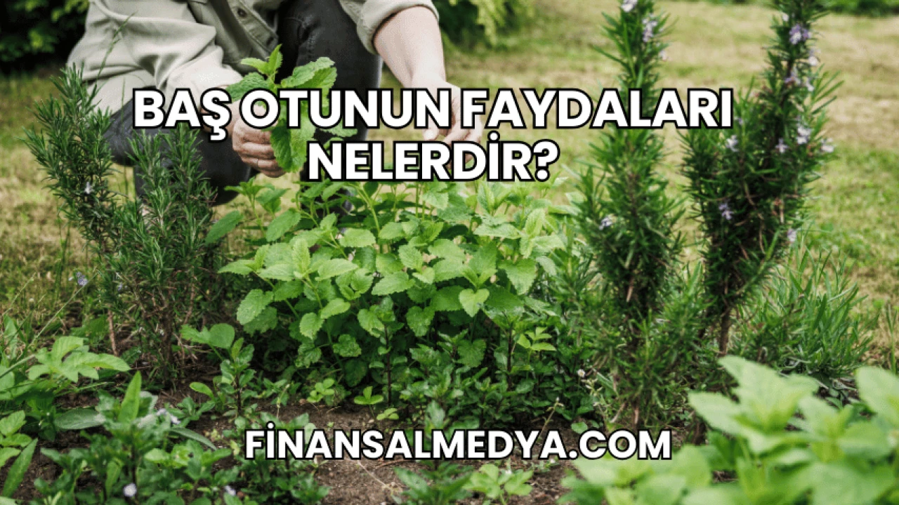 Baş Otunun Faydaları Nelerdir?