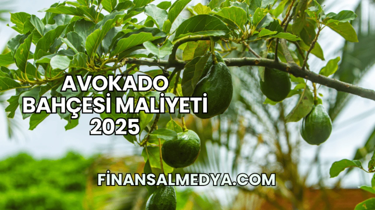 Avokado Bahçesi Maliyeti 2025