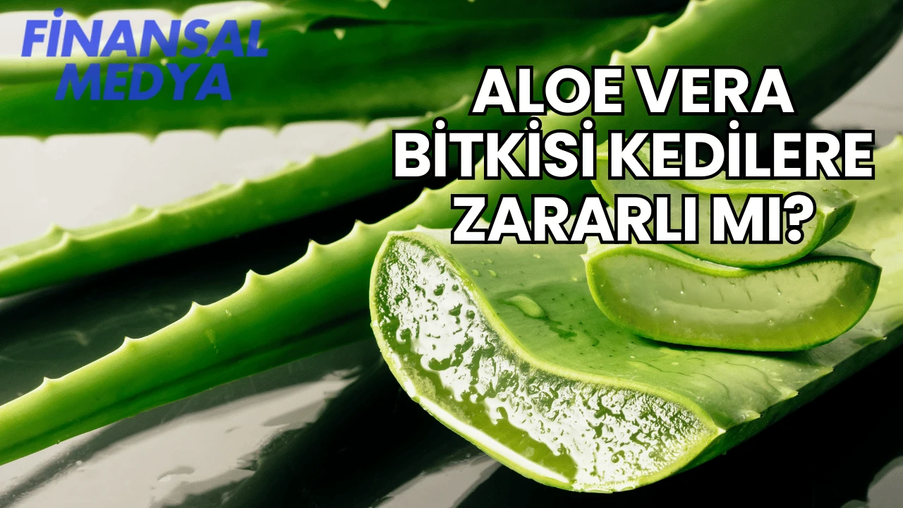 Aloe Vera Bitkisi Kedilere Zararlı mı?