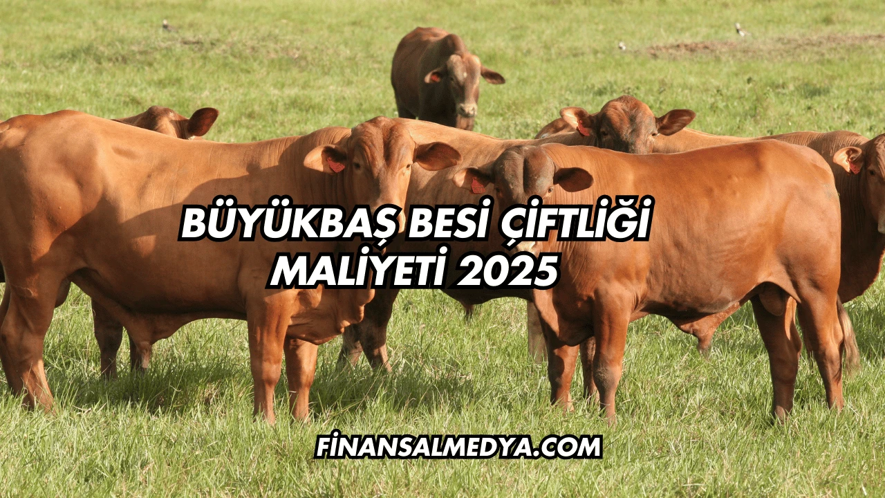 Büyükbaş Besi Çiftliği Maliyeti 2025