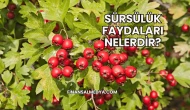 Sürsülük Faydaları Nelerdir?