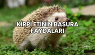 Kirpi Etinin Basura Faydaları