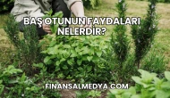 Baş Otunun Faydaları Nelerdir?