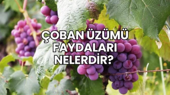 Çoban Üzümü Faydaları Nelerdir?