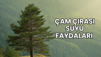 Çam Çırası Suyu Faydaları