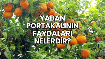 Yaban Portakalının Faydaları Nelerdir?