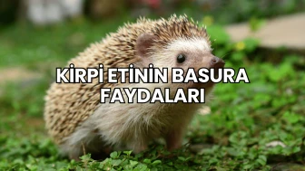 Kirpi Etinin Basura Faydaları