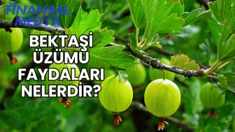 Bektaşi Üzümü Faydaları Nelerdir?