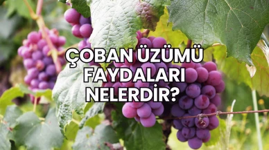 Çoban Üzümü Faydaları Nelerdir?