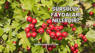 Sürsülük Faydaları Nelerdir?