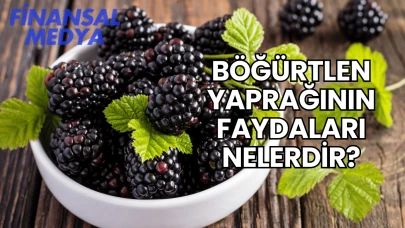 Böğürtlen Yaprağının Faydaları Nelerdir?