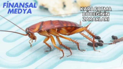 Kara Fatma Böceğinin Zararları