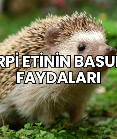 Kirpi Etinin Basura Faydaları