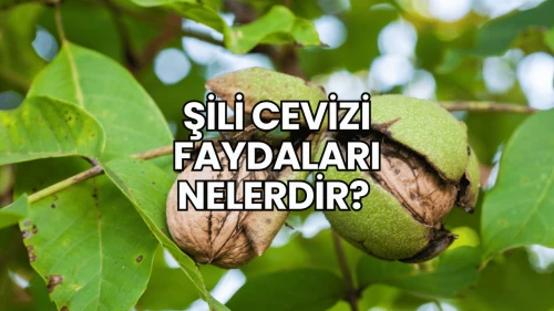 Şili Cevizi Faydaları Nelerdir?