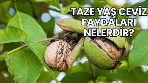 Taze Yaş Ceviz Faydaları Nelerdir?