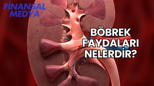 Böbrek Faydaları Nelerdir?